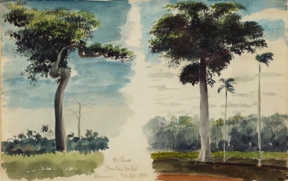CHARLES DEWOLF BROWNELL Ceibus (Trop. Trees & Plants) 1859
