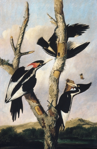 Ivory-billed Woodpeckers, ca. 1830–31